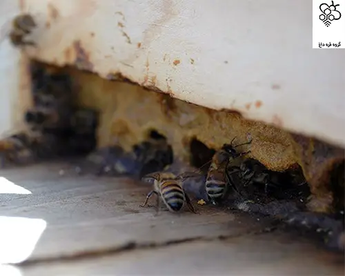 خریدبره موم سبز