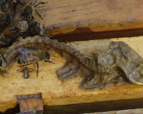 خریدبره موم سبز