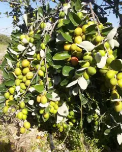 فروش عمده عسل کُنار