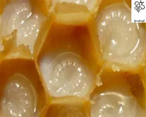 عسل کُنار تحویل