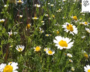 عسل طبیعی اصل