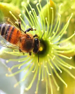 ارزانترین عسل گون