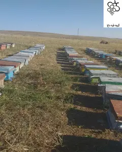 عسل طبیعی با ارسال