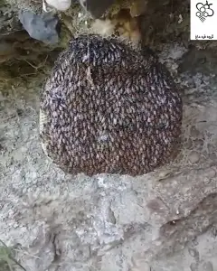 عسل طبیعی وارگانیک