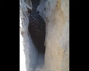 عسل طبیعی با ارسال