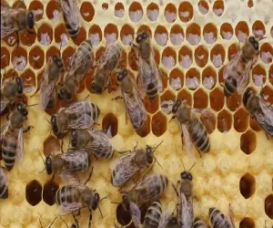 تجارت عسل کُنار