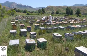 خرید ارزانترین عسل