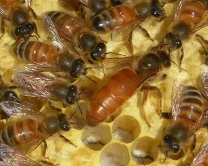 خریدعسل طبیعی شهد