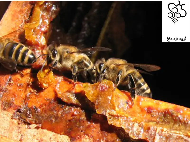 فروش ارزانترین برهموم