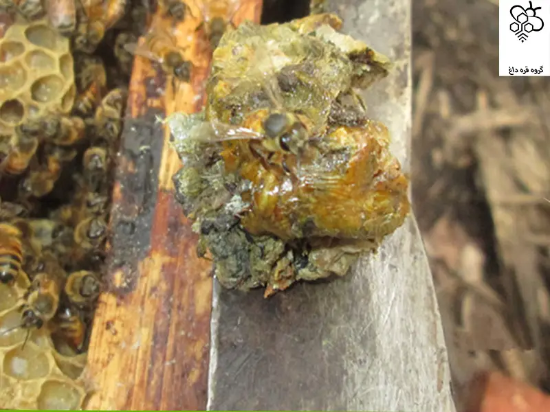 خرید عمده بره موم ناب