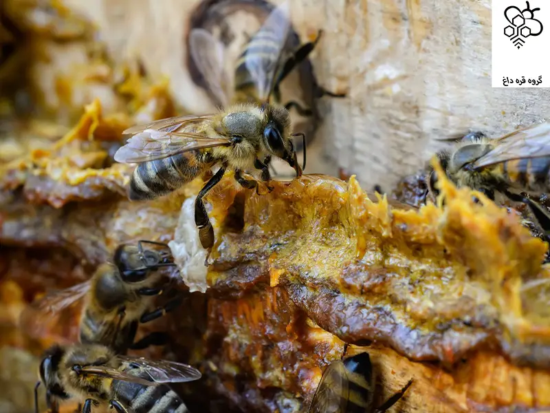 صادرات بره موم ایرانی