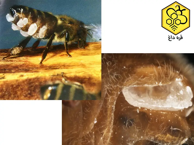 خرید موم عسل