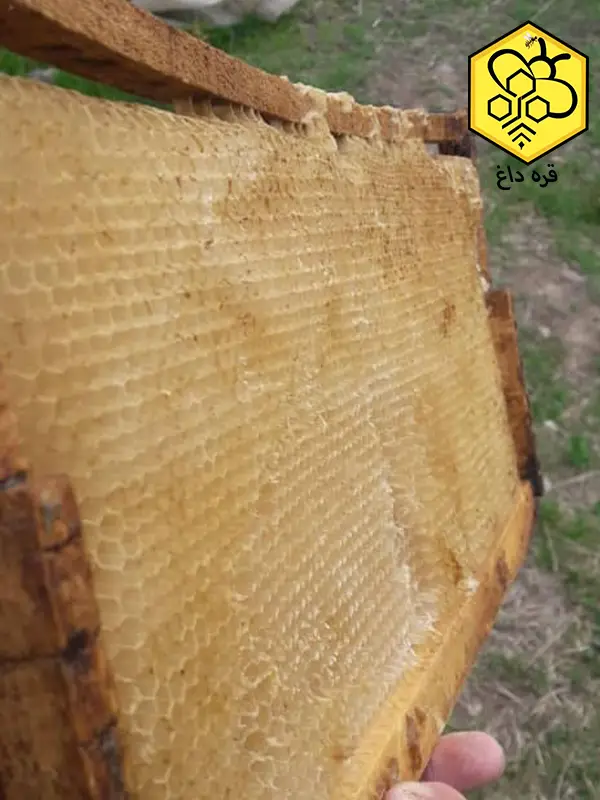 پخش موم طبیعی عمده