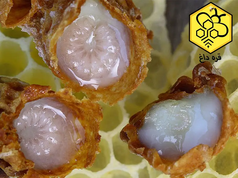 فوایدژل رویال