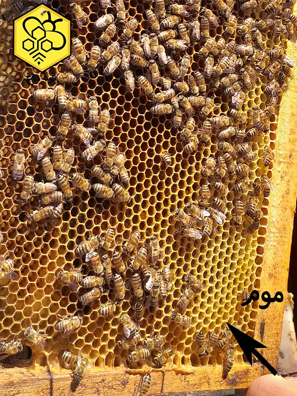 خرید آنلاین موم طبیعی