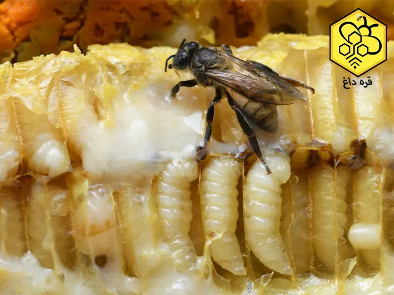 خرید ژل رویال ایرانی