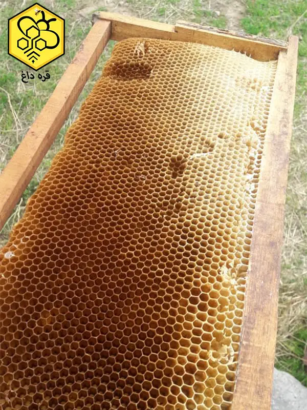 عمده فروشی موم عسل