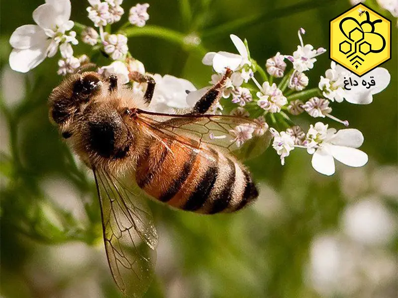 فروش عسل گیشینز