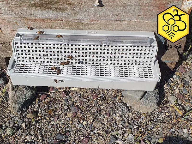 قیمت هرکیلوگرم گرده