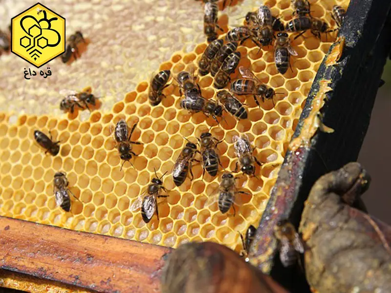 فروش موم زرد رنگ