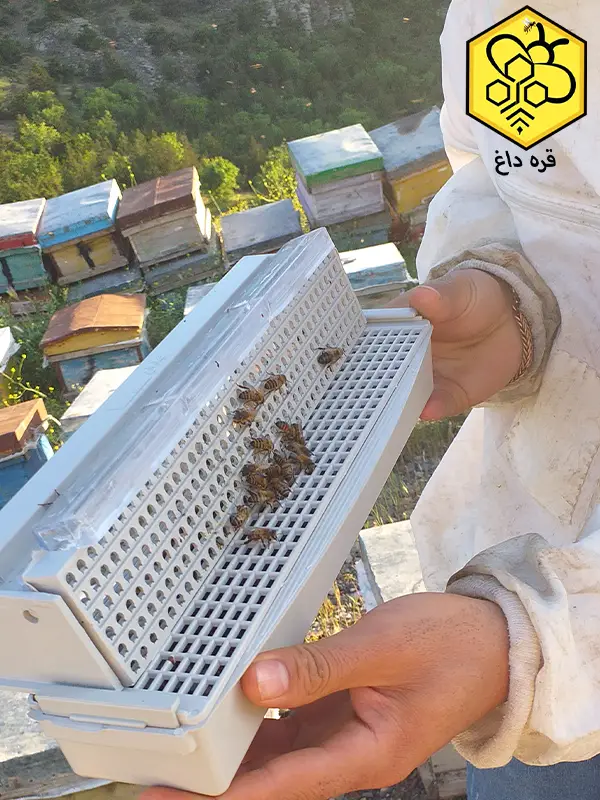 خرید گرده گل طبیعی