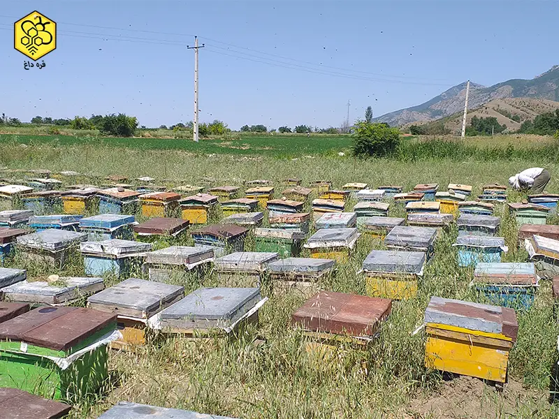 فروش و خرید عمده بره موم