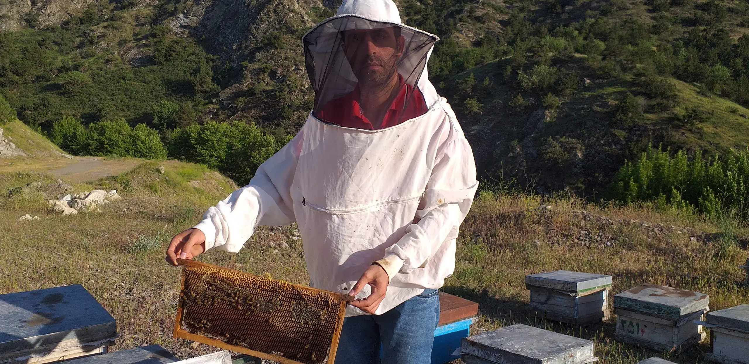 گرده گل اصل و خالص