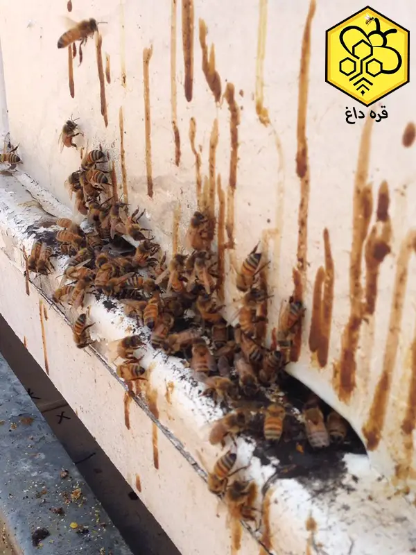 داروی ضد کنه