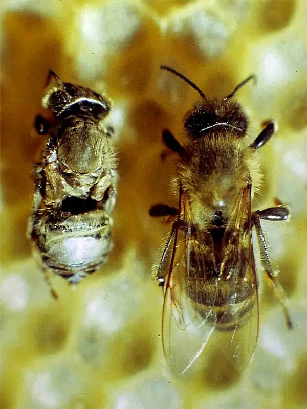 داروی ضد کنه