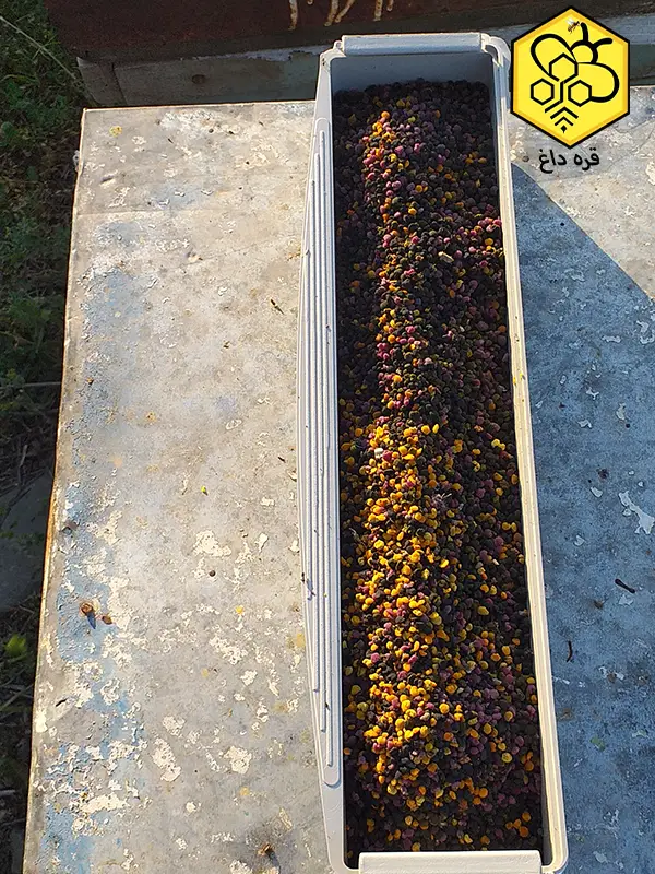 تحویل فوری گرده گل کوهستانی