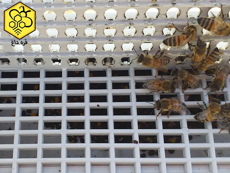 گرده گل تمیز بدون آشغال