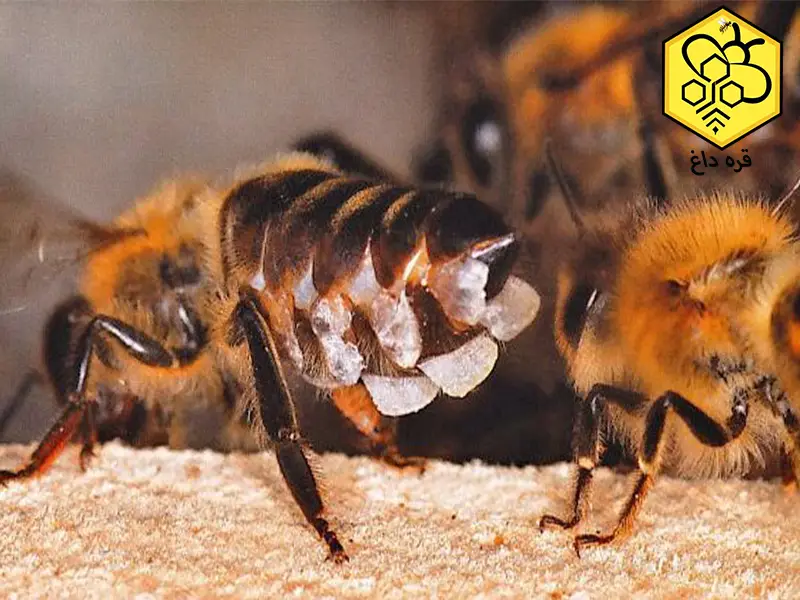 موم زنبورعسل