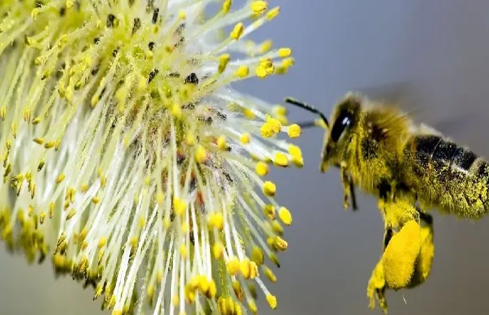 گرده گل وحشی