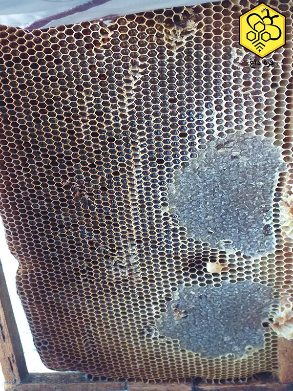 موم کلوخ ارزان