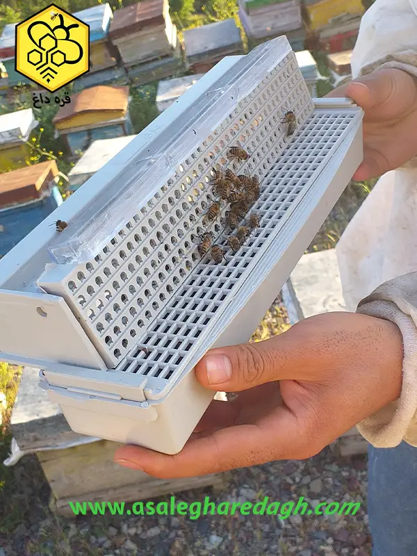 خرید گرده گل ارگانیک