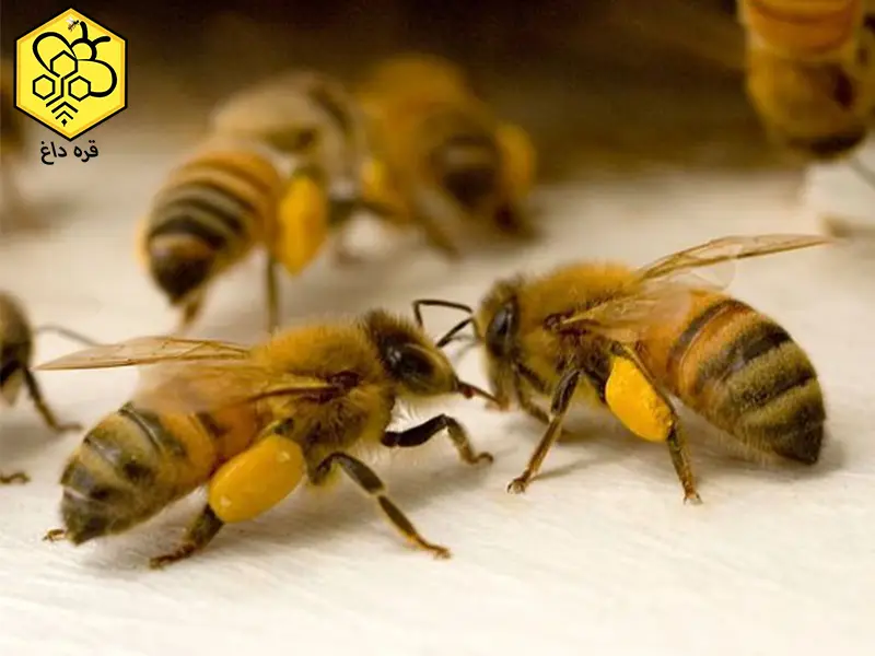 خرید گرده گل دارویی شیرین