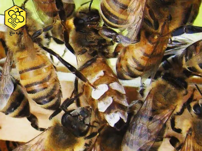 بهترین موم طبیعی