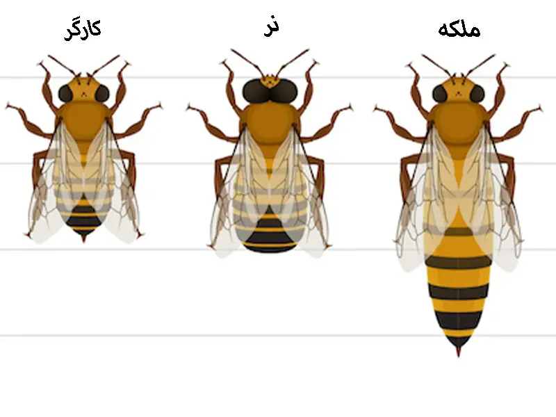 فروش و خرید موم