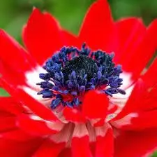 گرده گل شقایق