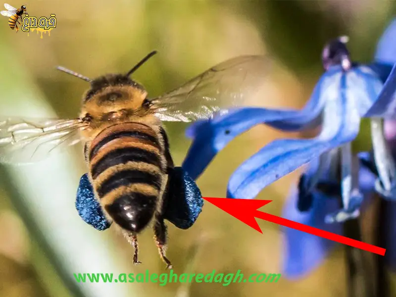 خرید گرده گل بنفش