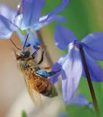 خرید گرده گل بنفش