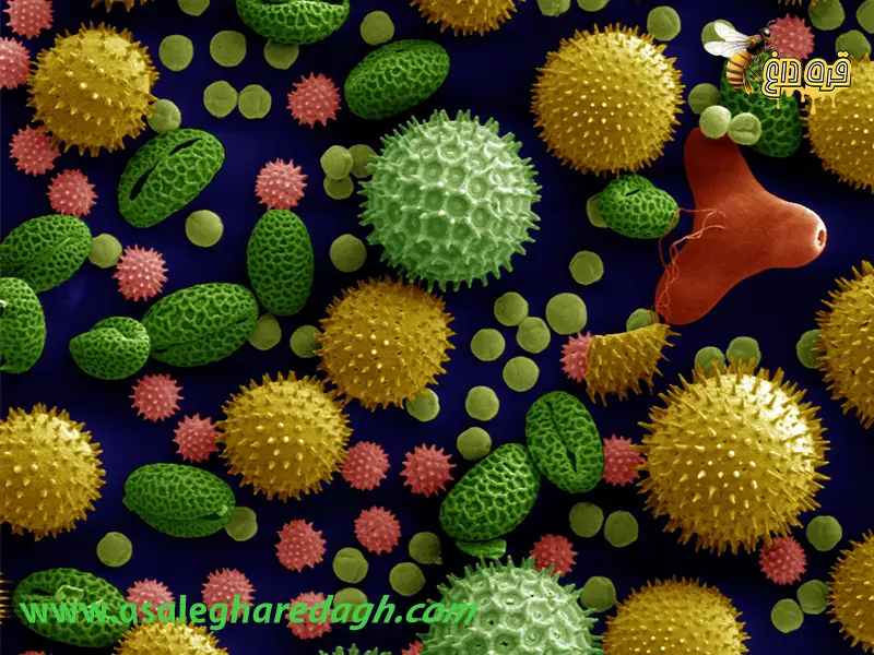 تامین گرده گل اعلا