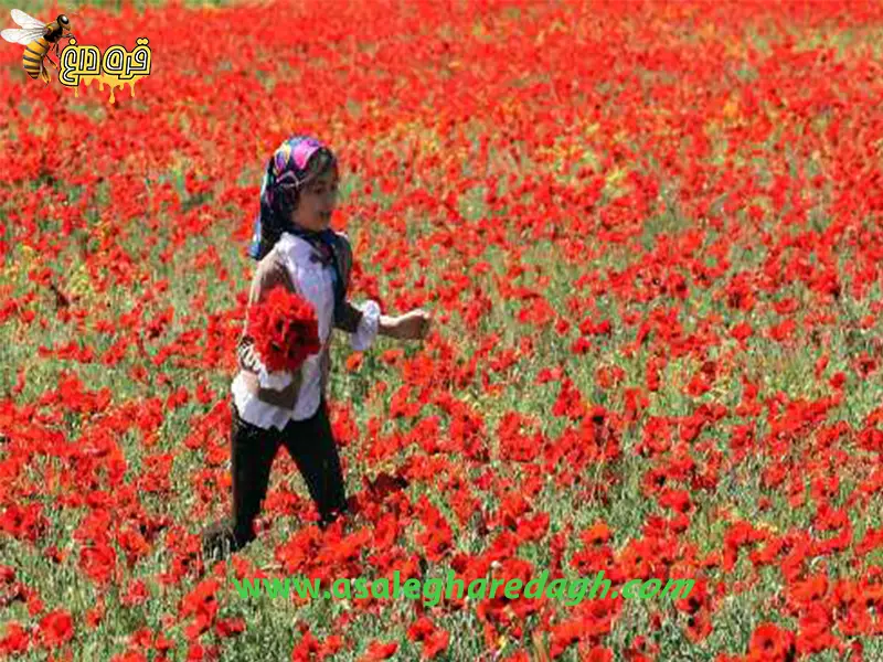 گرده گل شقایق