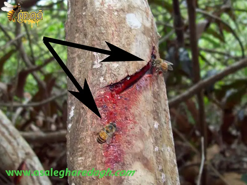 فروشنده ی بره موم خالص