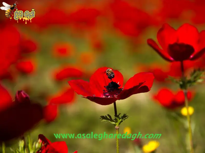 گرده گل شقایق