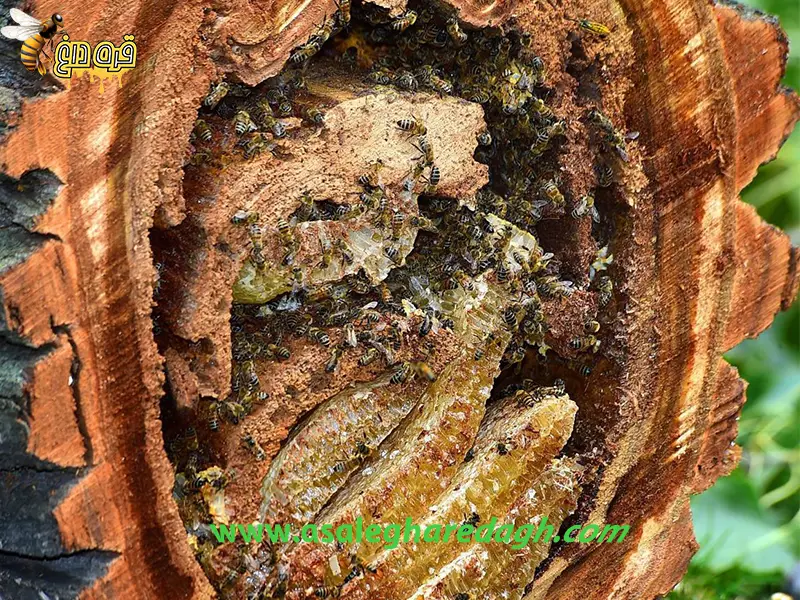 خرید عسل کردستان