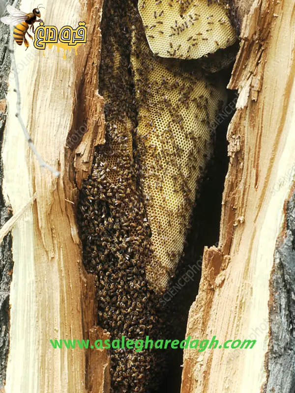 خرید عسل کردستان