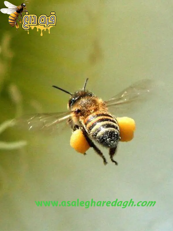 خریدگرده گل تناژ