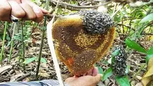 عسل طبیعی گلهای وحشی