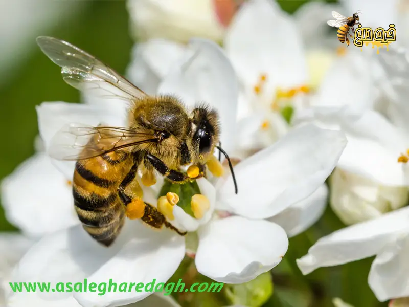 عسل طبیعی گل از دشتها